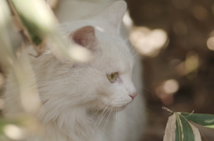 やっぱり、ネコが好き！