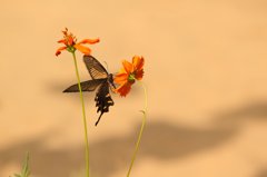 あ、チョウだ！