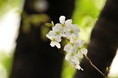 名残惜しい。。。