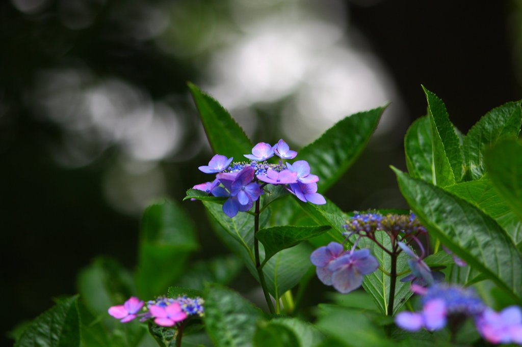 有休スナップ (4)