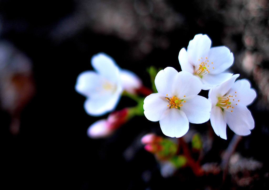 サクラの思い出