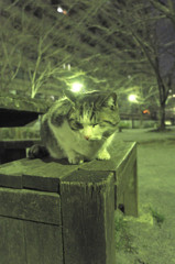 夜分、失礼しま～す