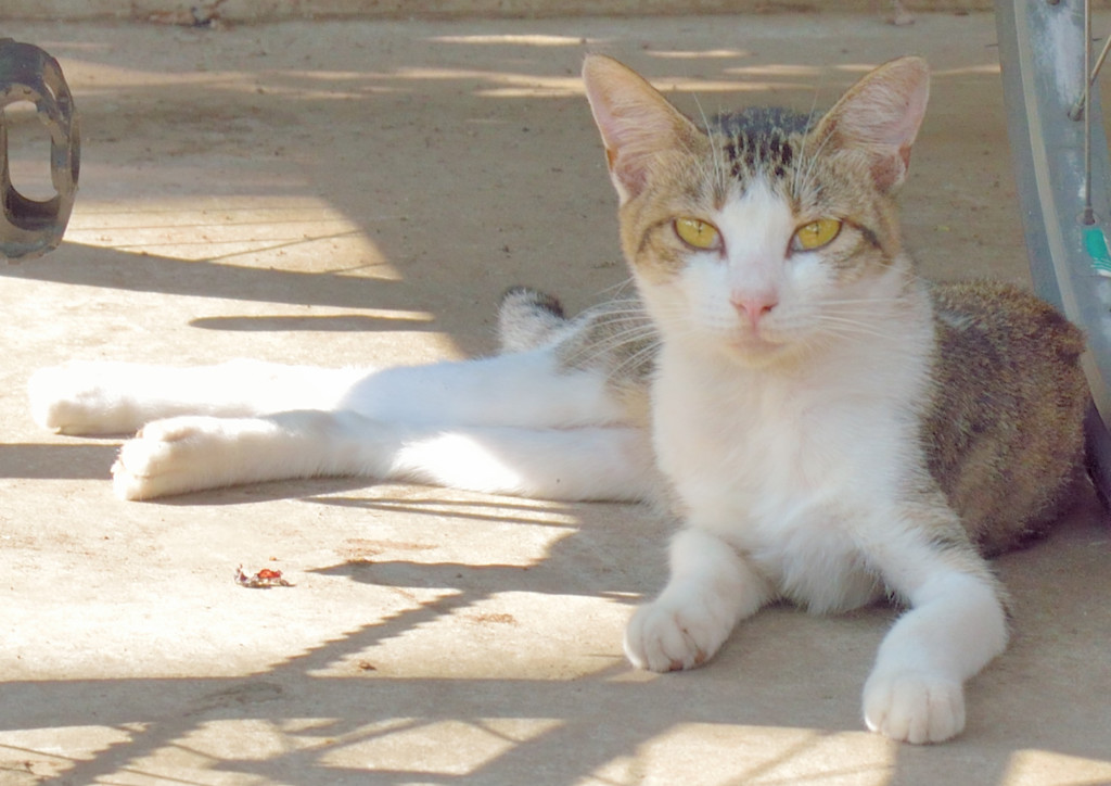 となり町のネコ（２）