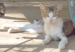 となり町のネコ（２）