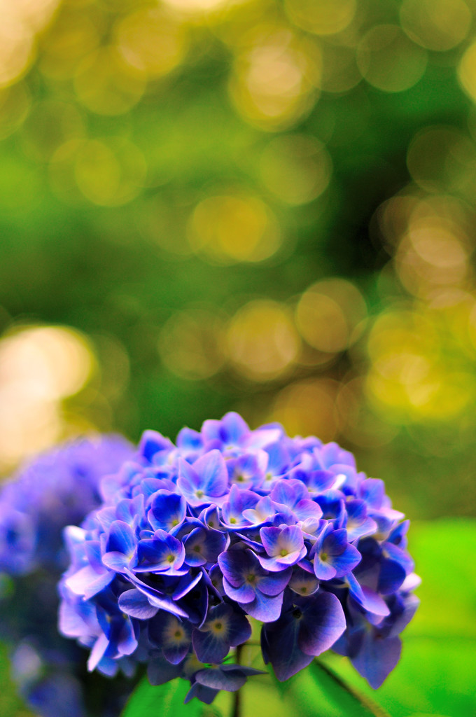 夕方に紫陽花スナップ（１）