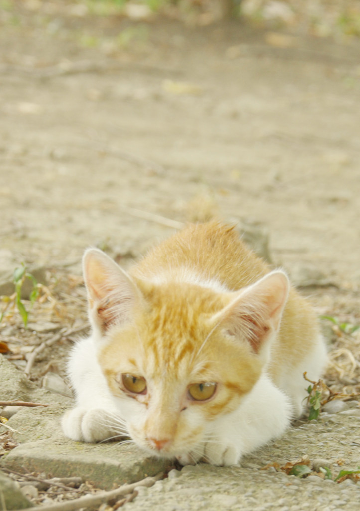雨の日はネコだぜスナップ (6)