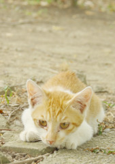 雨の日はネコだぜスナップ (6)