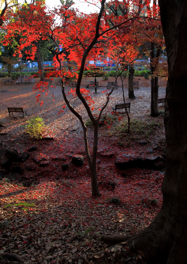 秋散歩＠芝公園 (4)