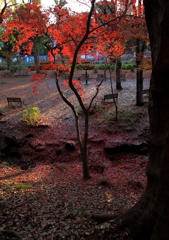 秋散歩＠芝公園 (4)