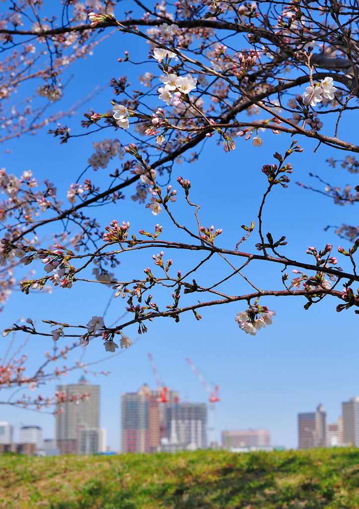 さくら散策スナップ（１）