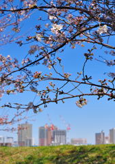 さくら散策スナップ（１）