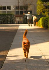 (^.^)猪突猛進(^.^)