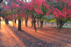 続・光が丘公園