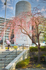 皇居周辺スナップ（１）