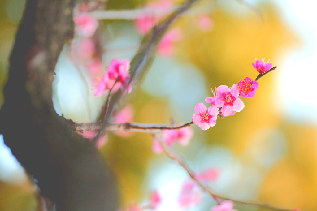 順調に開花していますねぇ～