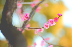 順調に開花していますねぇ～