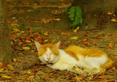 雨の日はネコだぜスナップ (2)