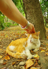 雨の日はネコだぜスナップ (1)