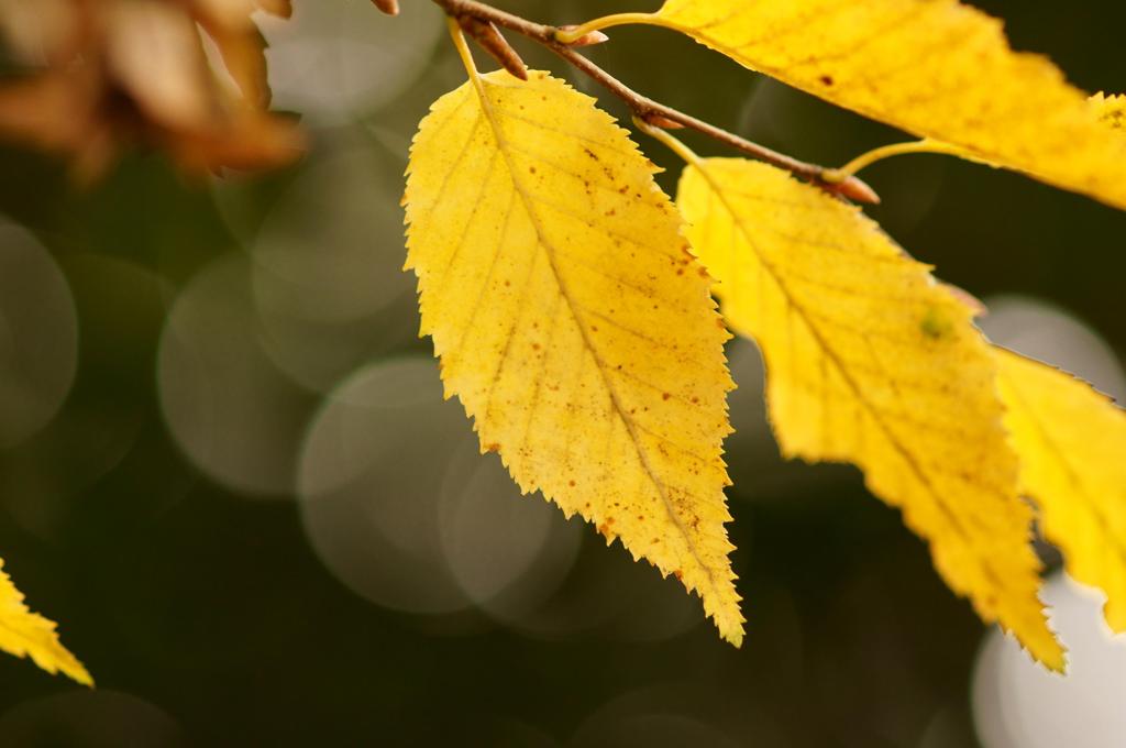 秋を求めてスナップ＠石神井川