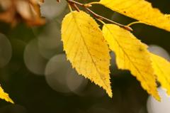 秋を求めてスナップ＠石神井川