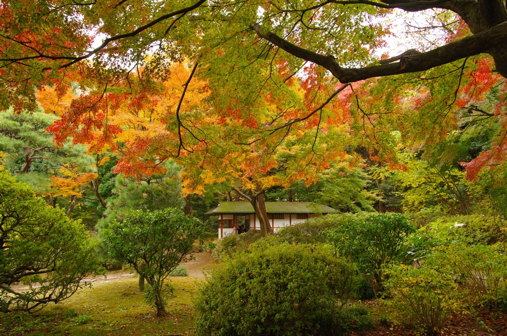 六義園スナップ (2)