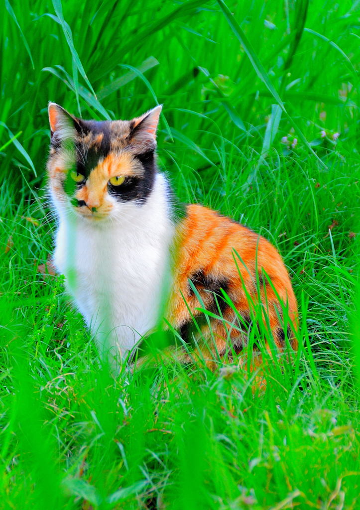 帰路でスナップ (2)