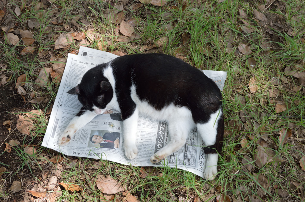 新聞読んどるんやでぇ～(=^・^=)