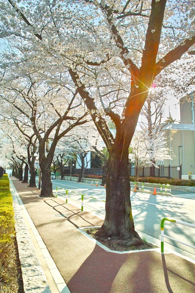 光、ヒカリ、ひかり。。。