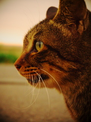 我は行く(=^・^=)