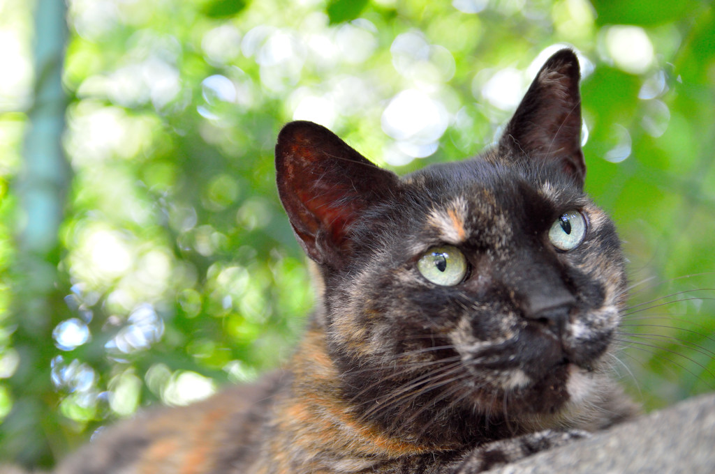 おいらにはね、志ってのがあるんよ(=^・^=)