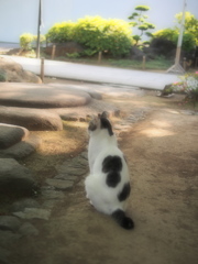 都電スナップ（2）　－ノラ猫さんの背中－