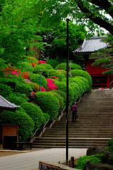 ツツジ＠護国寺