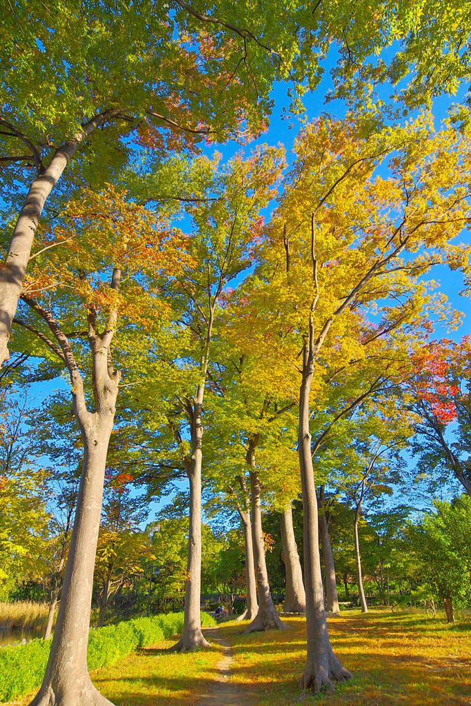 秋色スナップ (3)