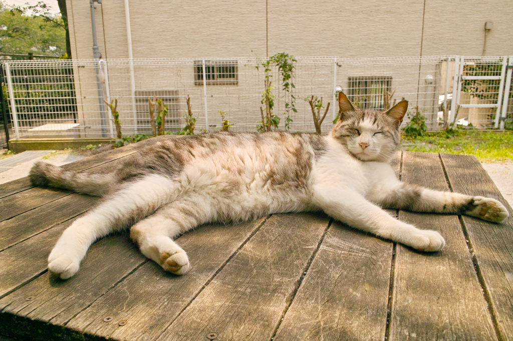 どーん(=^・^=)