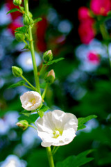 お散歩スナップ（今朝の風景）