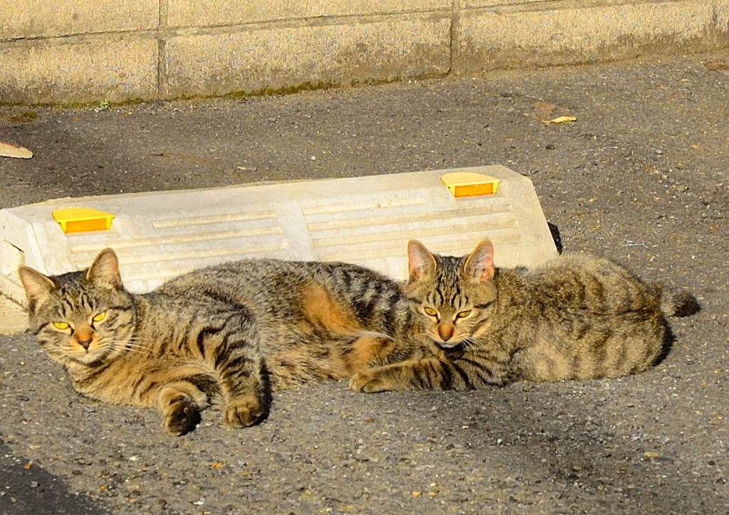 ニャンコ撮り初め　(=^・^=)