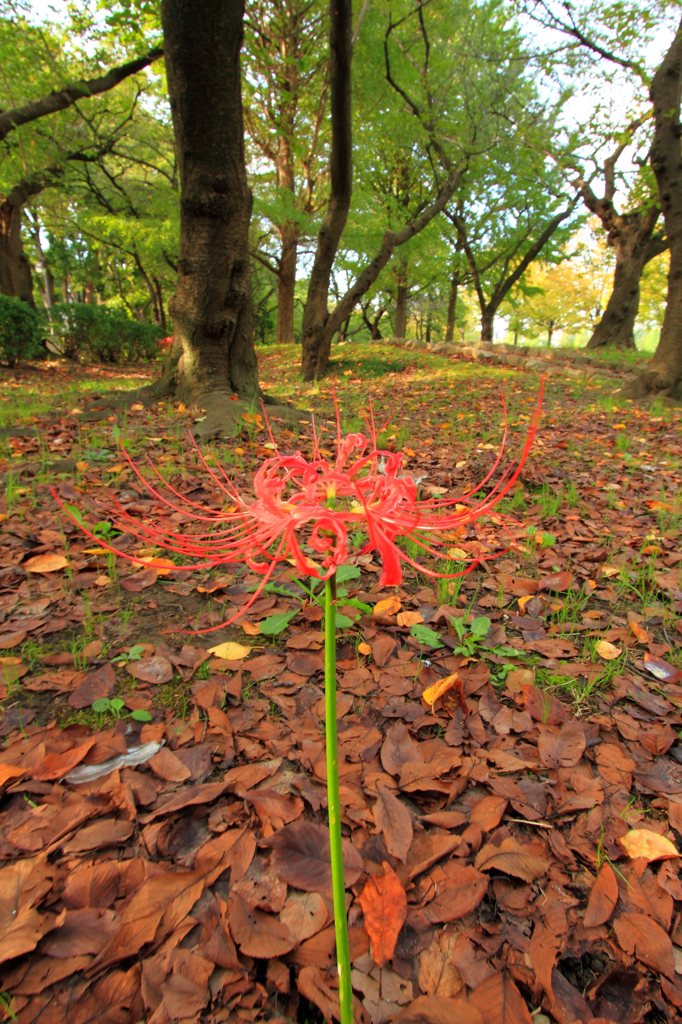 早朝散歩スナップ (7)
