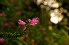 久しぶりのさぼりスナップ (6)