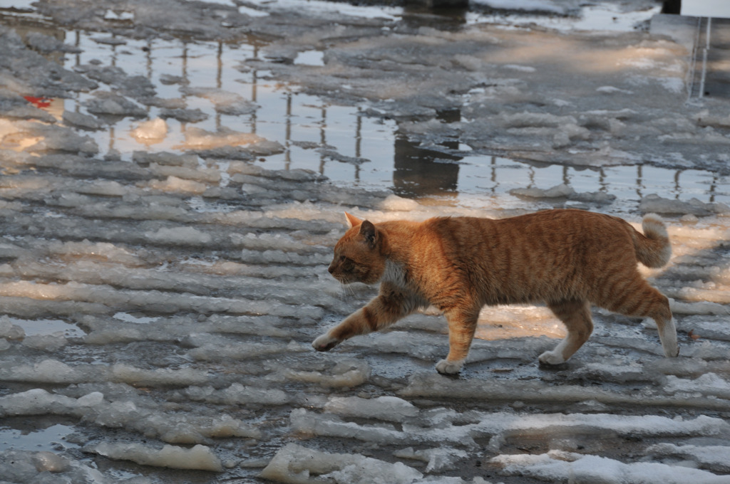 雪解けスナップ＠浮間公園 (3)