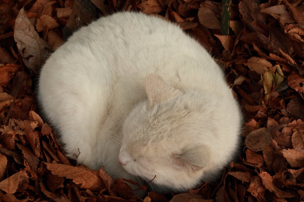 ネコ撮り初め (5)