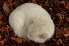 ネコ撮り初め (5)