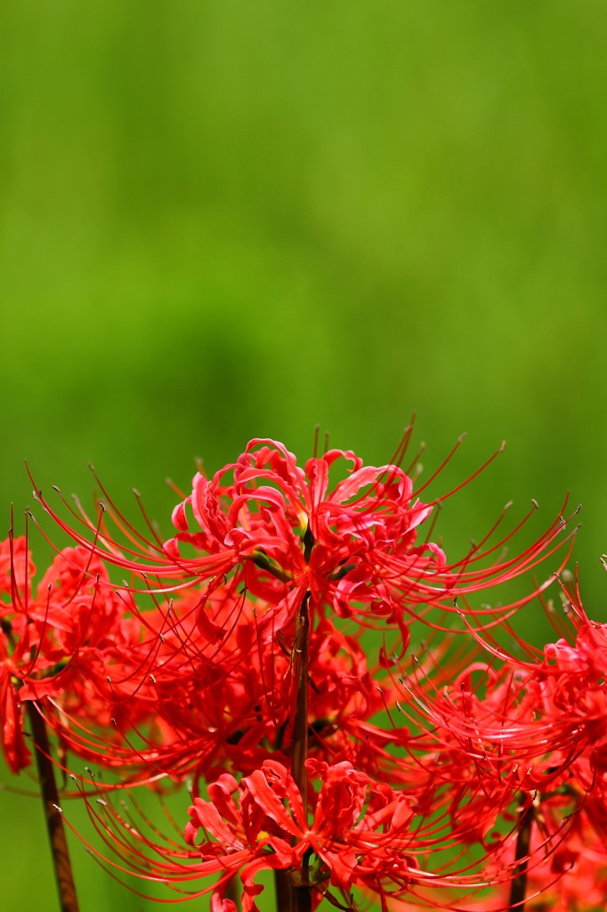 久しぶりのさぼりスナップ (2)