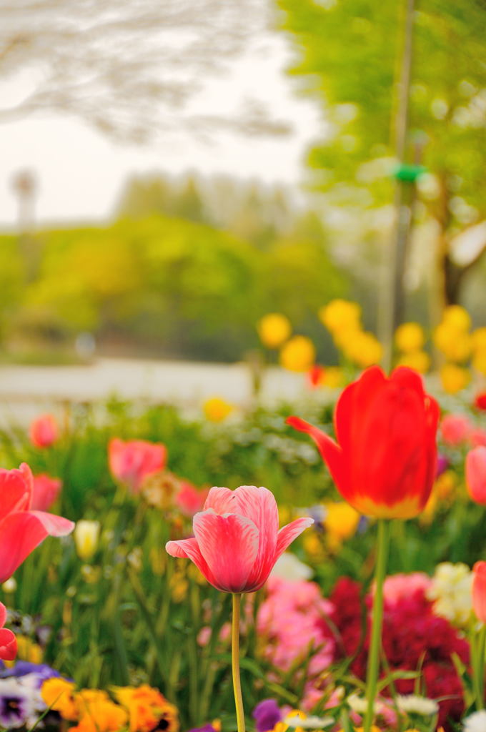 帰路でスナップ (1)