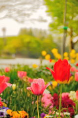 帰路でスナップ (1)