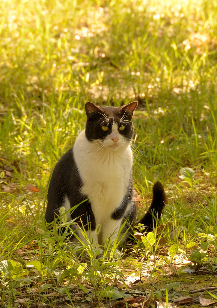 久々のD40スナップ（３）