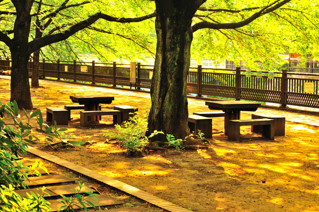 石神井川を歩いてみる (3)