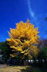 秋空スナップ (2)