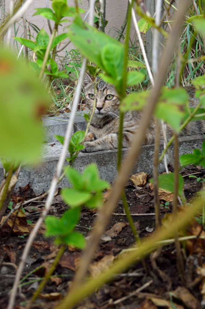 となり町のネコ（４）