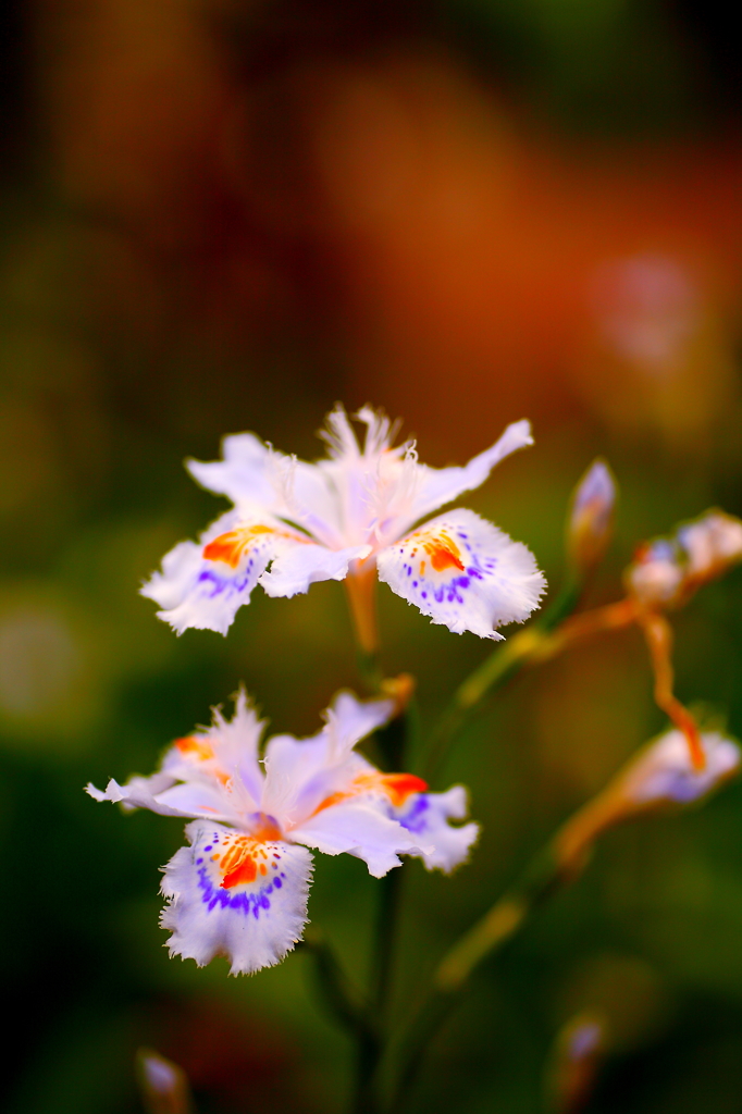 こんな華やかな人生を送りたかった(>_<)