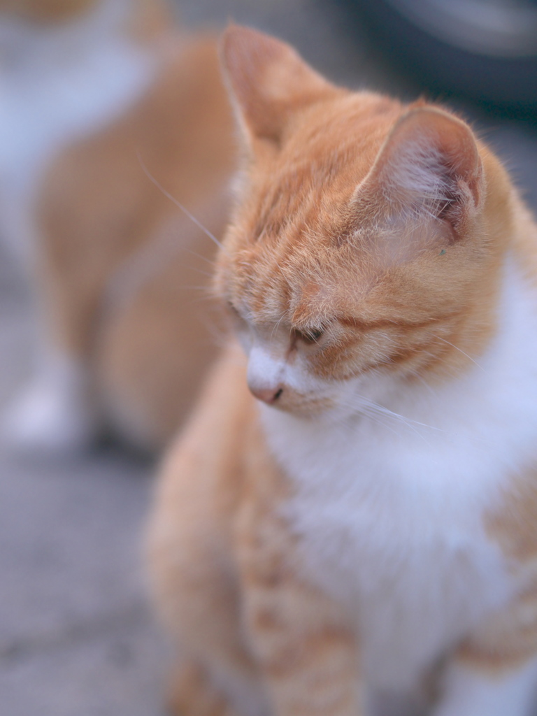 今日なぁ～、イジけてるねん(=^・^=)